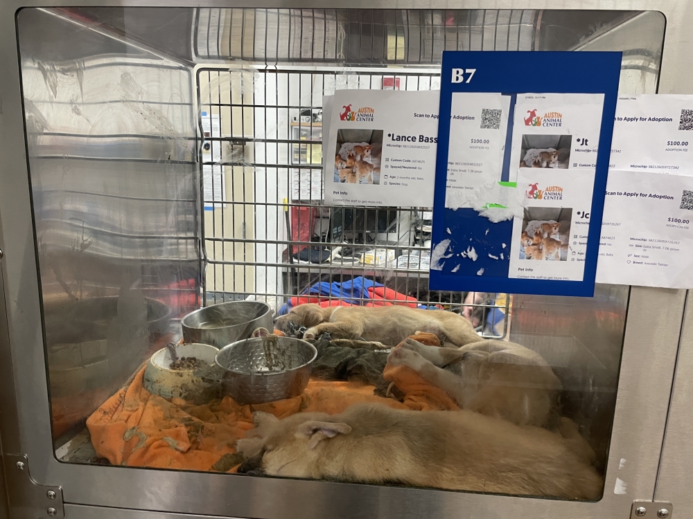 The report found animals often do not have room adequate room to sleep away from their food, waste and other dogs. This photo shows three dogs in a kennel intended for a cat. (Courtesy City of Austin) 