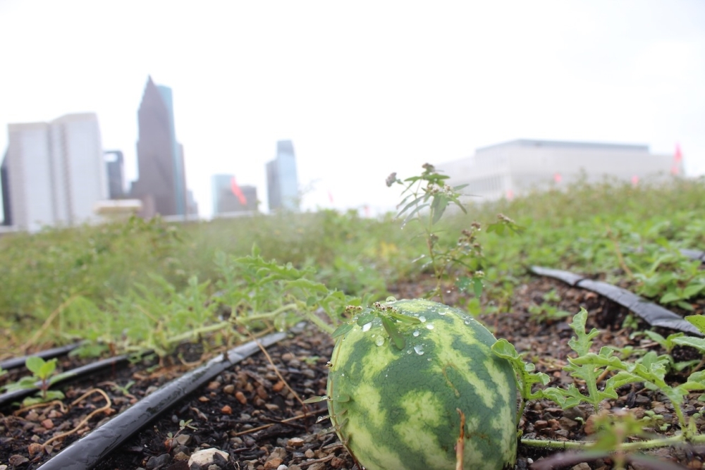 Watermelon is just one of the fruits on the rooftop farm that was cultivated during a pilot program with Blackwood farms and the Harris County Juvenile Detention Center. (Melissa Enaje/Community Impact)