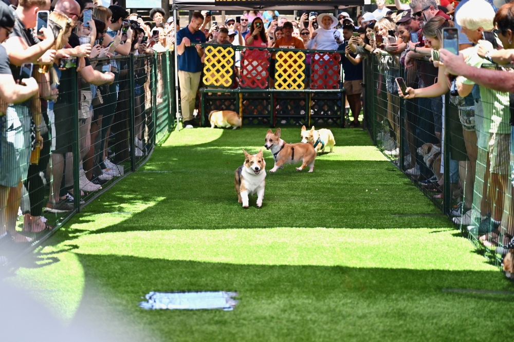 Kirby Ice House (The Woodlands) – Corgi Races!