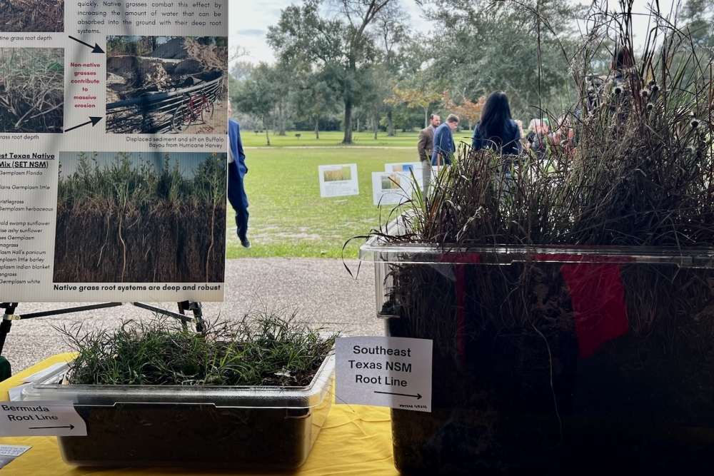A demonstration of live native grasses. (Melissa Enaje/Community Impact)
