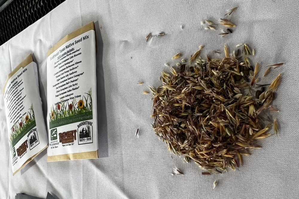 The mix of 12 native seeds are scientifically determined to yield a set of grasses and flowering plants that provide a turf-style landscape, according to officials. (Melissa Enaje/Community Impact)