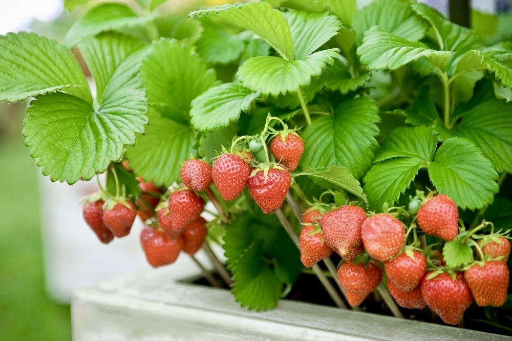 Family Farm is holding strawberry picking through June. (Courtesy Family Farm)