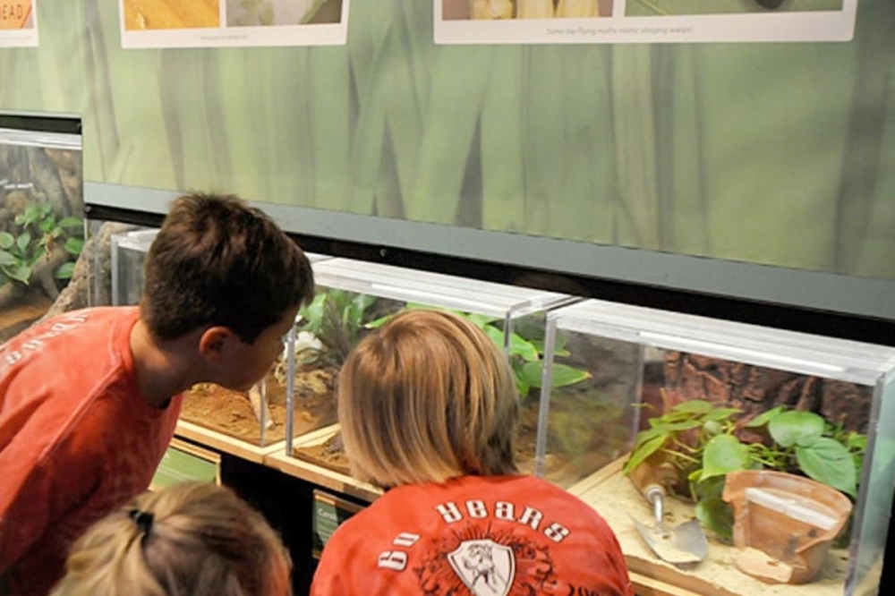 Houston Museum of Natural Science presents Bugs on Wheels at Brazoria County's West Pearland Library in July. (Courtesy Houston Museum of Natural Science)