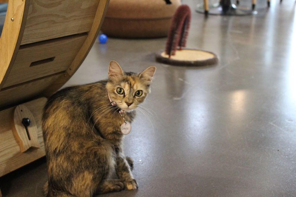 Ophelia is a temporary resident at Cat Haven Lounge who is available for adoption. (Kelly Schafler/Community Impact)