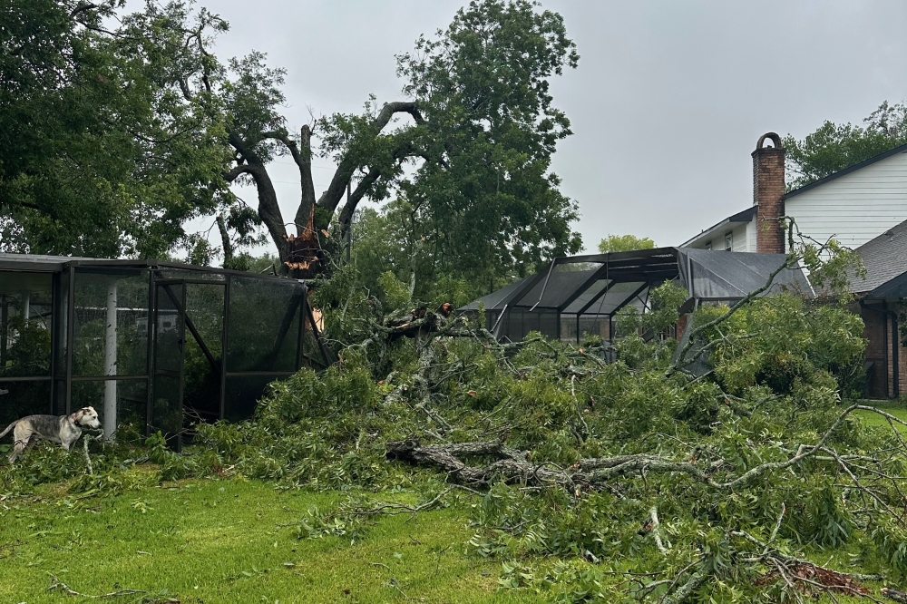 The 150- to 200-year-old pecan tree was tied as 12th largest of its species on Texas A&M Forest Service’s Texas Big Tree Registry, homeowner Kirt Linegar said. (Courtesy Kirt Linegar)