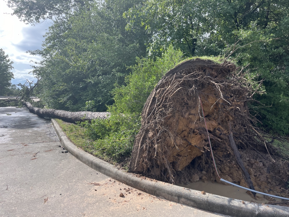 A tree in The Woodlands at Woodlands Parkway and Kuykendahl Road was uprooted by Beryl. (Kelly Schafler/Community Impact(