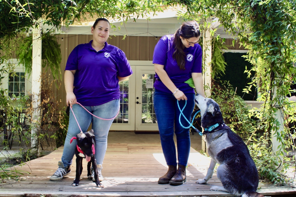 Montgomery County Animal Services employees Felechia Goodman and Courtney Gawel take the shelters dogs for a stroll at Hound Hauz. The shelter often collaborates with Hound Hauz. (Jovanna Aguilar/ Community Impact)