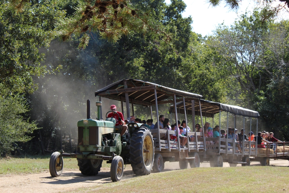 The Elgin Pumpkin Patch will be on weekends Oct. 5-27 from 10 a.m.-6 p.m. (Courtesy Elgin Christmas Tree Farms)