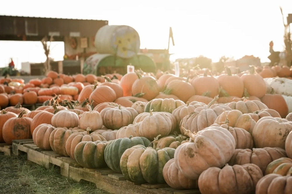 Mama Mary's Farm & Pumpkin Patch is open through Nov. 3 from 10 a.m.-6 p.m. in Creedmore. (Courtesy Mama Mary's Farms)