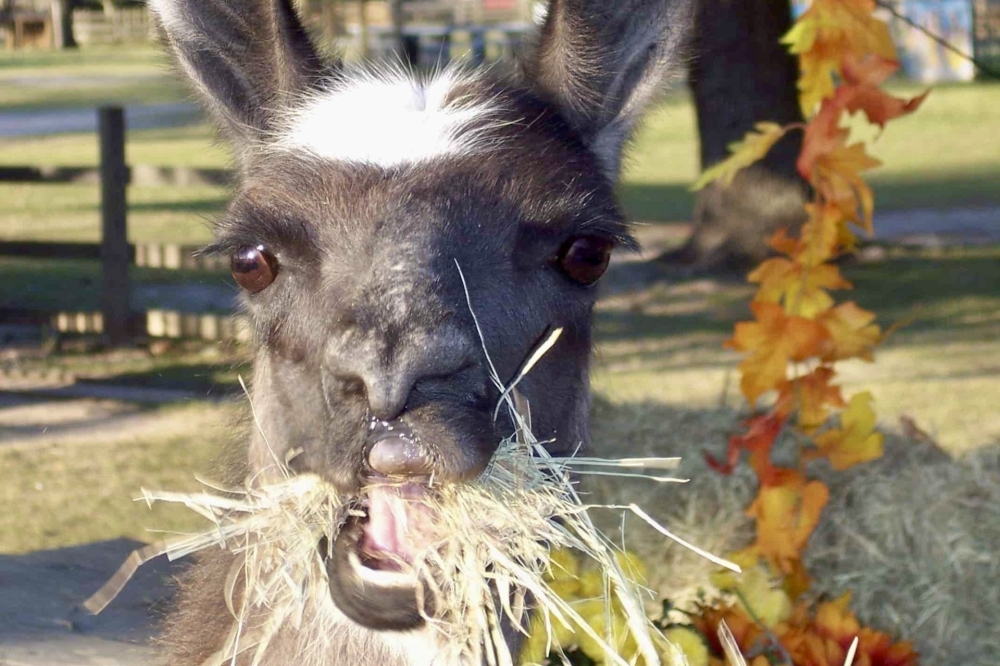 Old MacDonald’s Farm pumpkin patch will include a petting zoo, train rides and pony rides. (Courtesy Old MacDonald’s Farm)