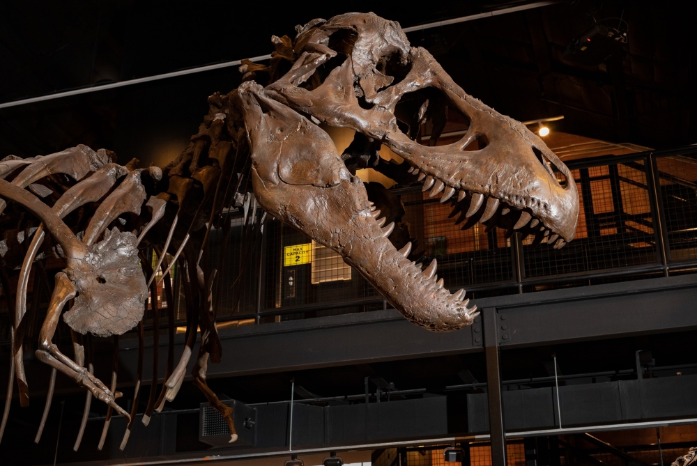 The museum offers multiple volunteering opportunities year-round for both adults and high school students looking to promote science education at the museum. (Courtesy Houston Museum of Natural Science)