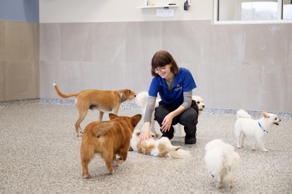 Boarding and daycare services include an option for group play or individualized time with staff members. (Courtesy Rob Loud)