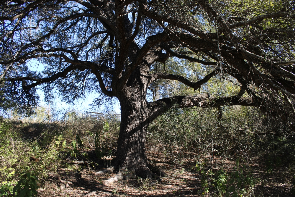 Jodi Boles said she's concerned about preserving heritage trees throughout her property. (Anna Maness/Community Impact) 