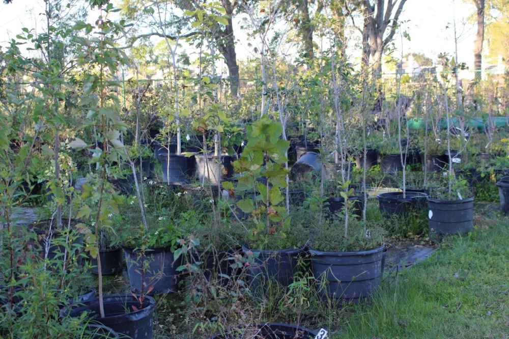 Exploration Green Conservancy staff hosts youth groups in the maintenance and utilization of the nature park, including growing native wetland plants. (Asia Armour/Community Impact)