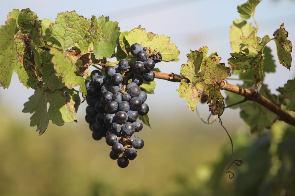 Viognier and Cabernet Sauvignon grapes will be growing at Paradis Vineyard and Winery. (Amira Van Leeuwen/Community Impact)