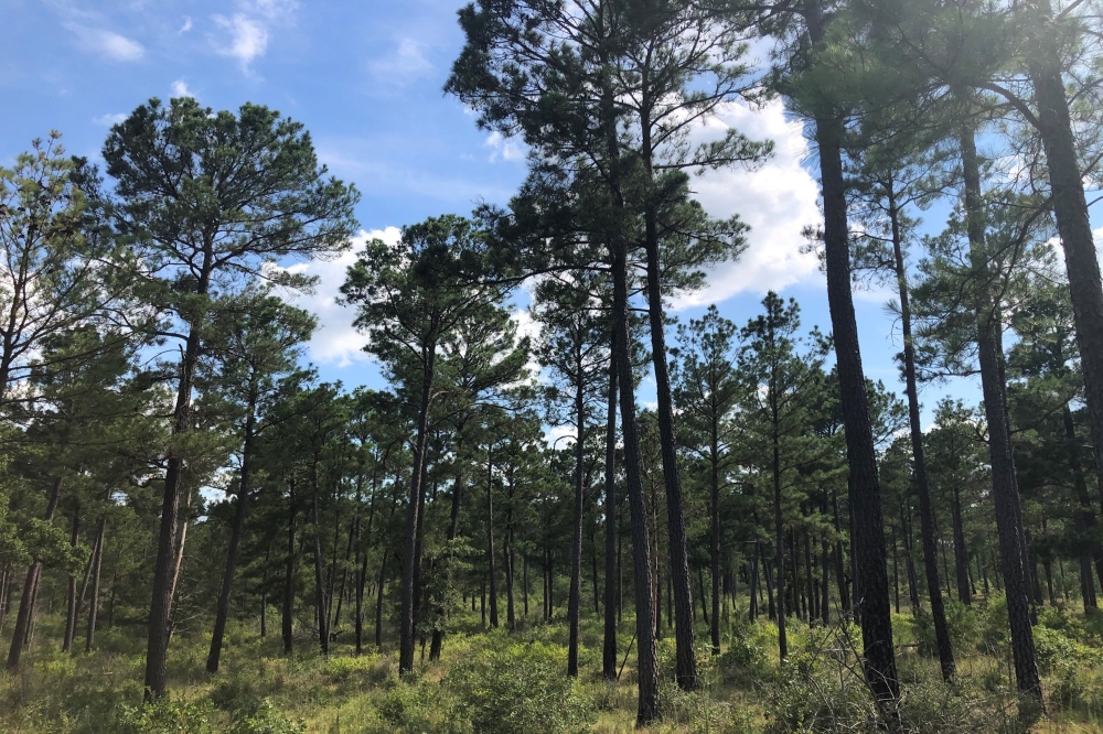 The Lost Pines Trail is a challenging trail good for birding, hiking and running with elevation gains of 688 feet. (Courtesy Bastrop State Park)