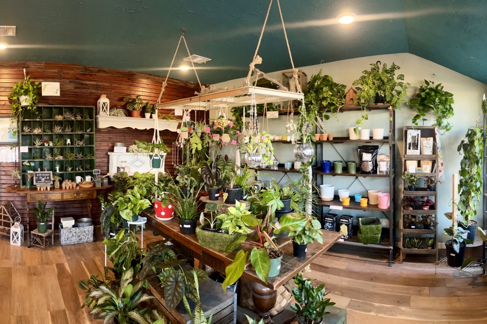 Terrarium offers indoor plants, air plants and potting services. (Courtesy Terrarium)