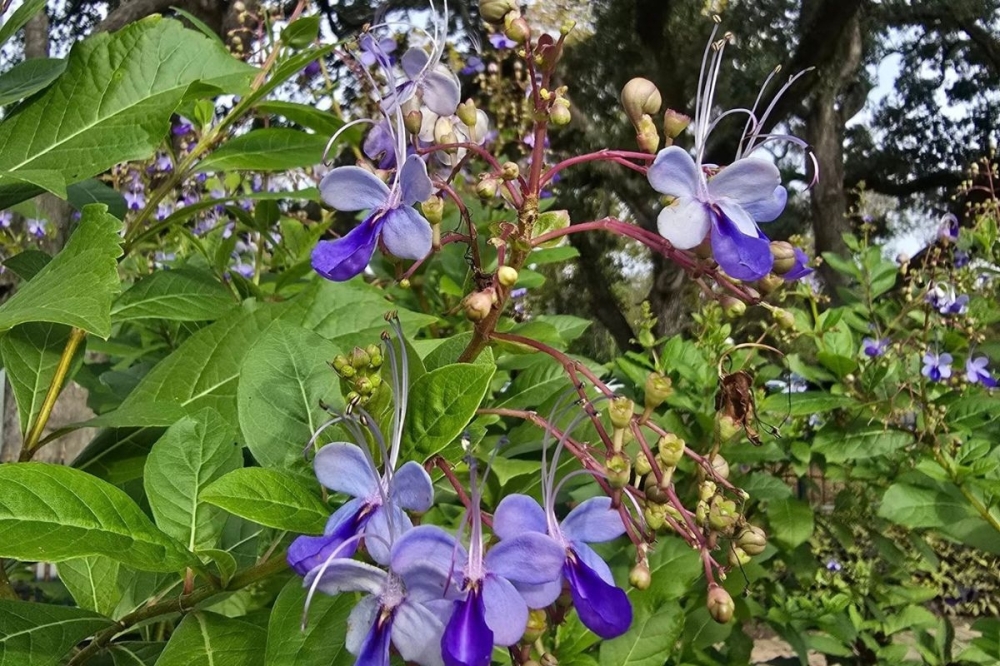 The group engages in beautification projects and educational programs on gardening. They also give scholarships to students pursuing degrees in horticulture. (Courtesy League City Garden Club)