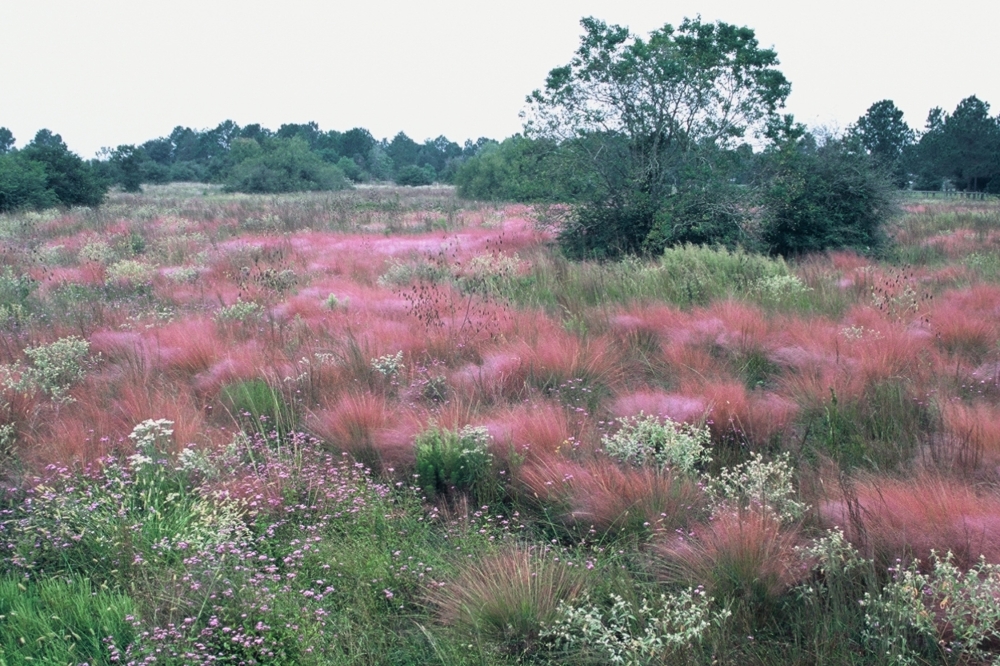 Williams Prairie north of Fulshear is an 11-acre site featuring trails. (Courtesy Michael Morton)