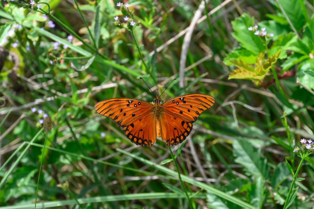 The Indiangrass Preserve, part of the Katy Prairie Preserve, features 3 miles of trails and a native seed nursery. (Courtesy Don Pine)