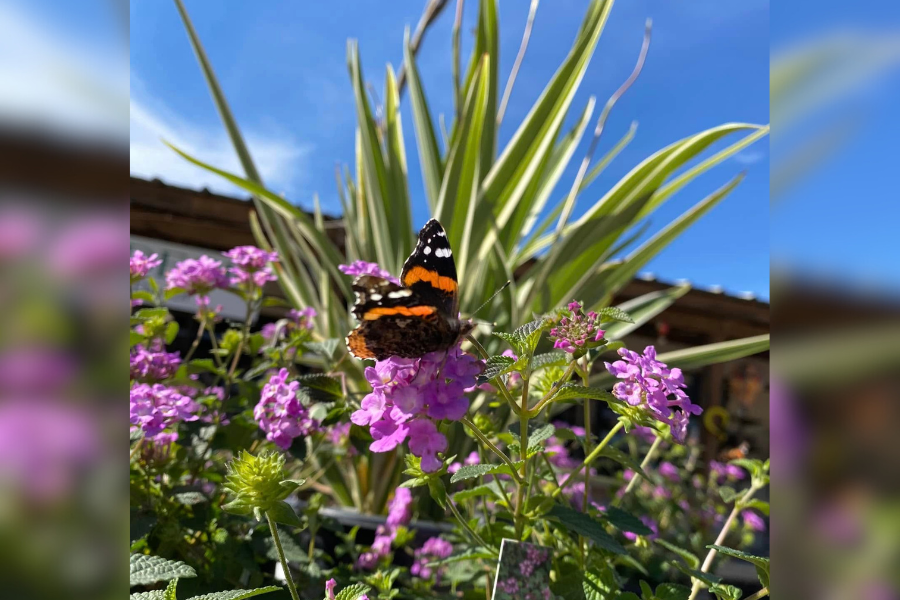 Butterfly flies in garden center in Round Rock