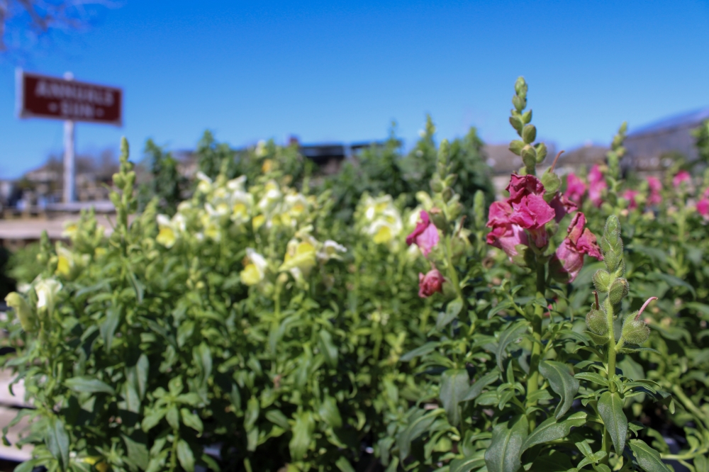 The garden center attracts the most customer in the spring season and typically has a large range of plants for customers to browse through, marketing director Angelica Berkes said. (Dacia Garcia/Community Impact)