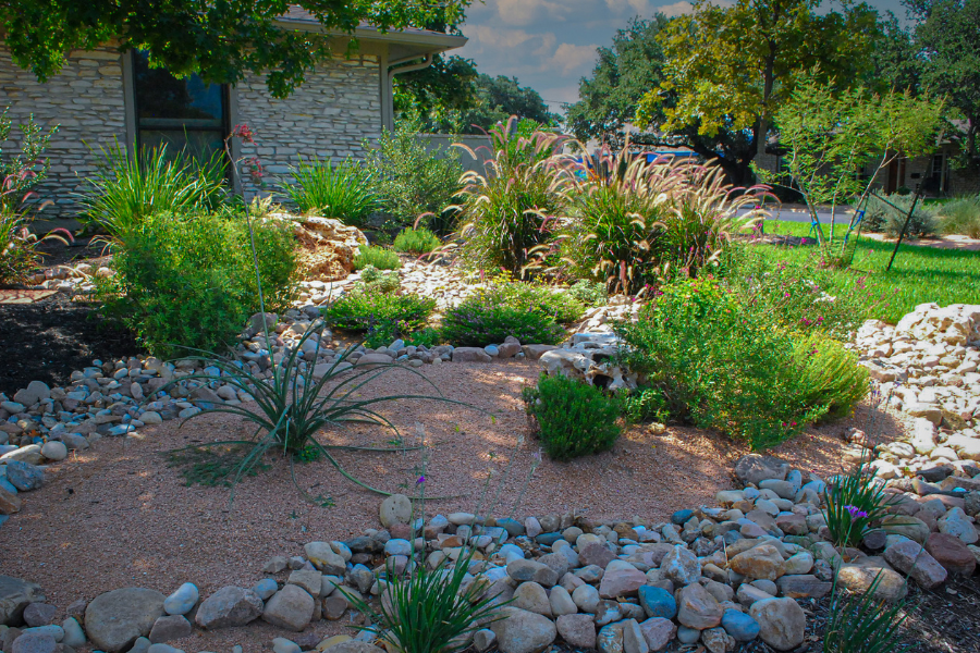 Native Texas plants that survive droughts