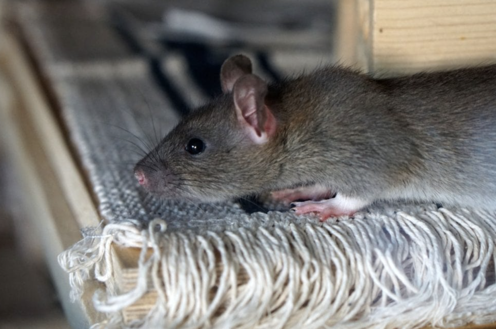 Rat found in the attic of Brazoria County home which was trapped by Killum Pest Control smart traps