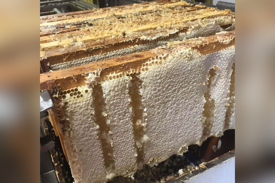 Honey and honey comb on bee hive grown by family business Wild Honey Box