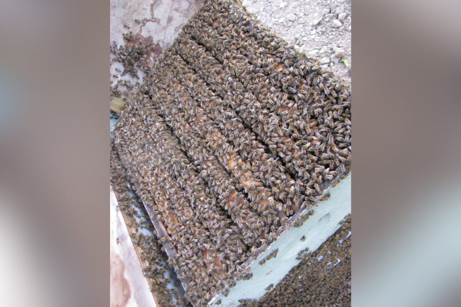 Wild Honey Box bee hive used to make pure wild honey