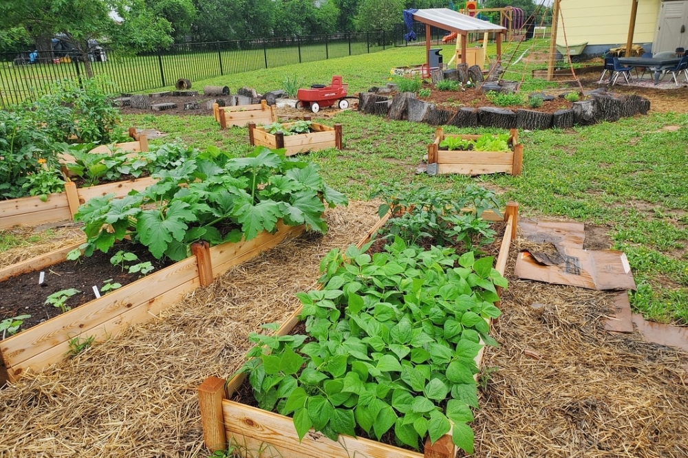 Within the Mariposa Meals program, children help tend the garden and families are educated on healthy eating guidelines. Children are sent home with fresh produce twice a week. (Courtesy Mariposa Family Learning Center)