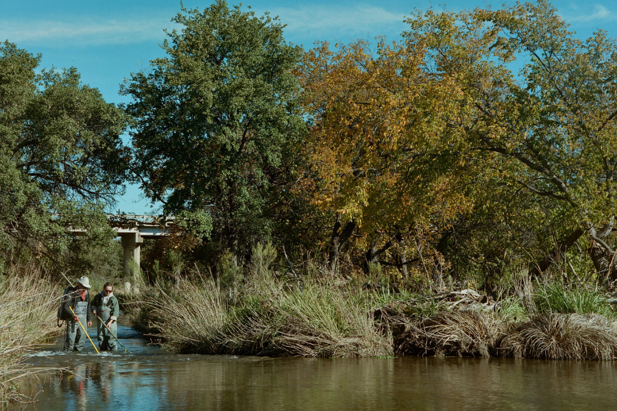 researchers study Texas native fish in the San Marcos river