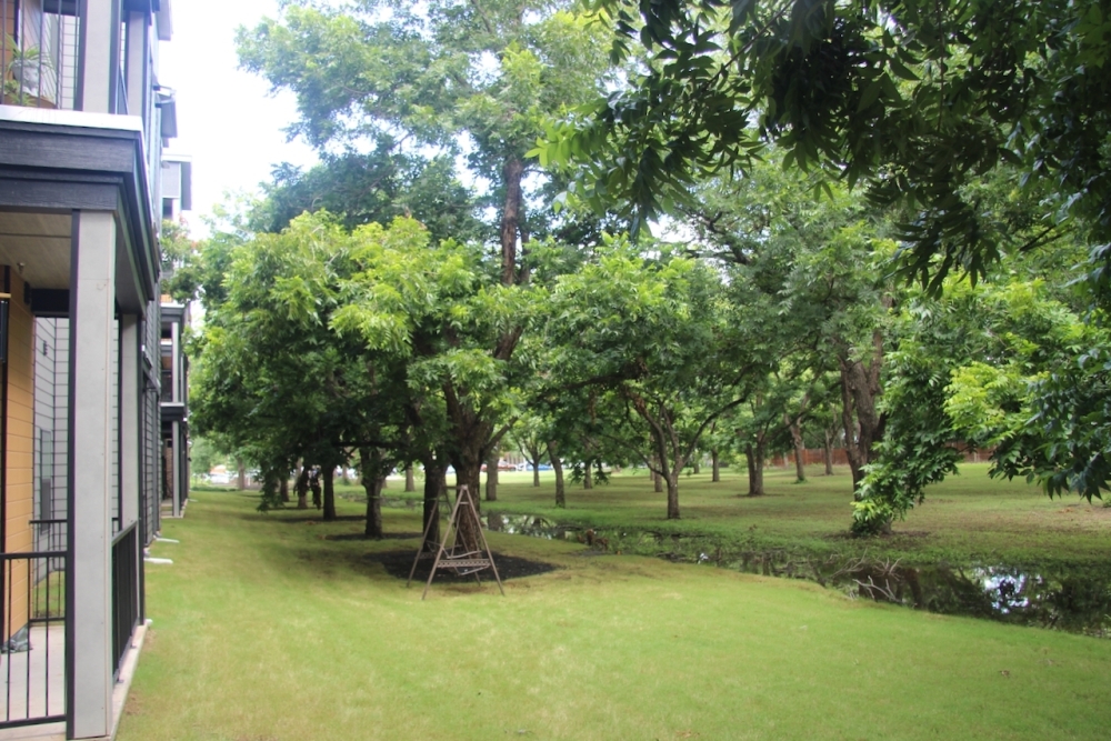 Live Make Apartments sits next the historic Tillery Pecan Grove site, which was dedicated as parkland last year and will be developed into a neighborhood park by the city. (Ben Thompson/Community Impact)