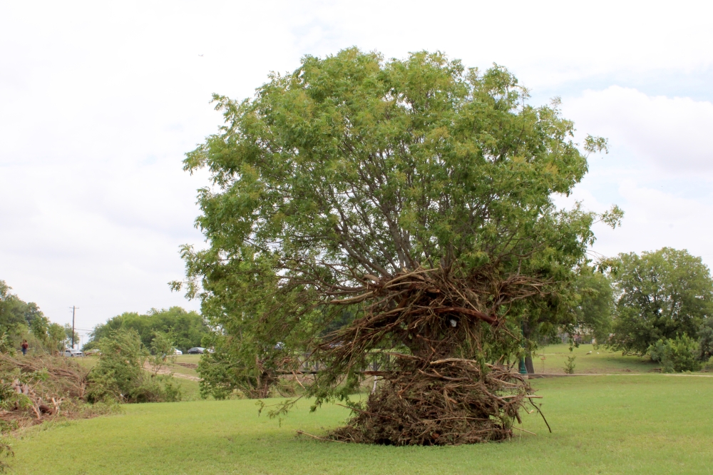 Branches gathered at and wrapped around a tree along the South San Gabriel River Trail in Georgetown across from Two Rivers Apartments after July 5 floods. (Anna Maness/Community Impact)