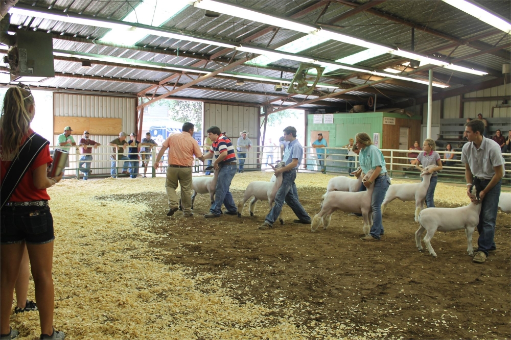 The 119th year of the historic Kendall County Fair is slated for the last weekend in August, complete with traditional livestock contests and activities. (Courtesy Kendall County Fair Association)