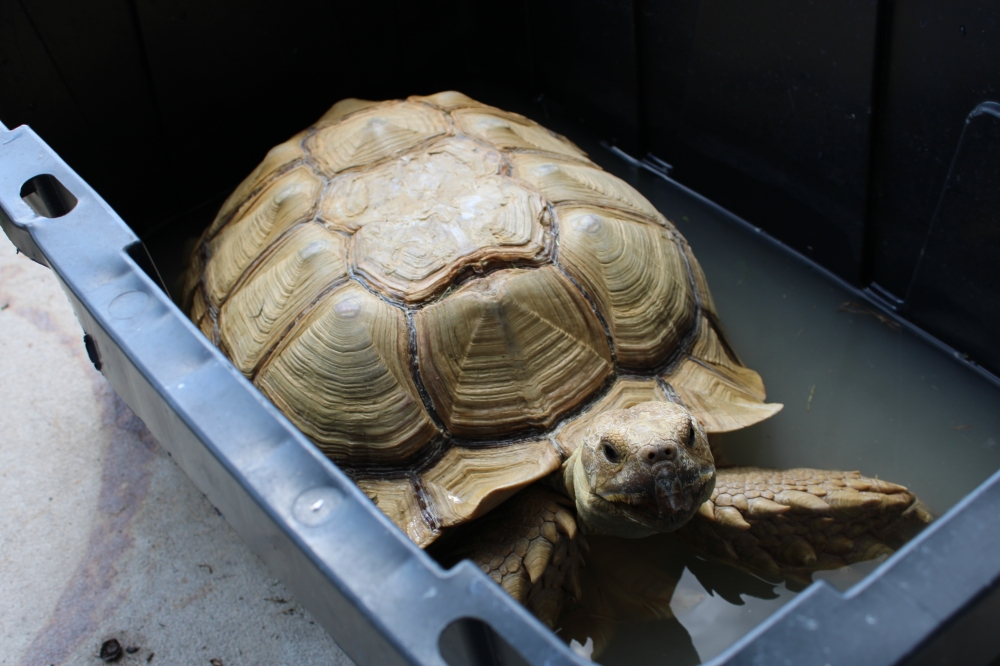 Speedy the turtle was brought into All Things Wild Rehabilitation after receiving damage on his outer shell. (Anna Maness/Community Impact)