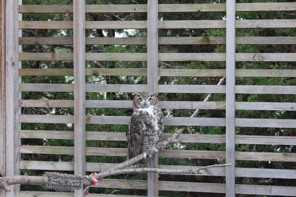 The nonprofit's two acres of land near Georgetown also has room for owls, vultures and larger winged animals to be outside. (Anna Maness/Community Impact)