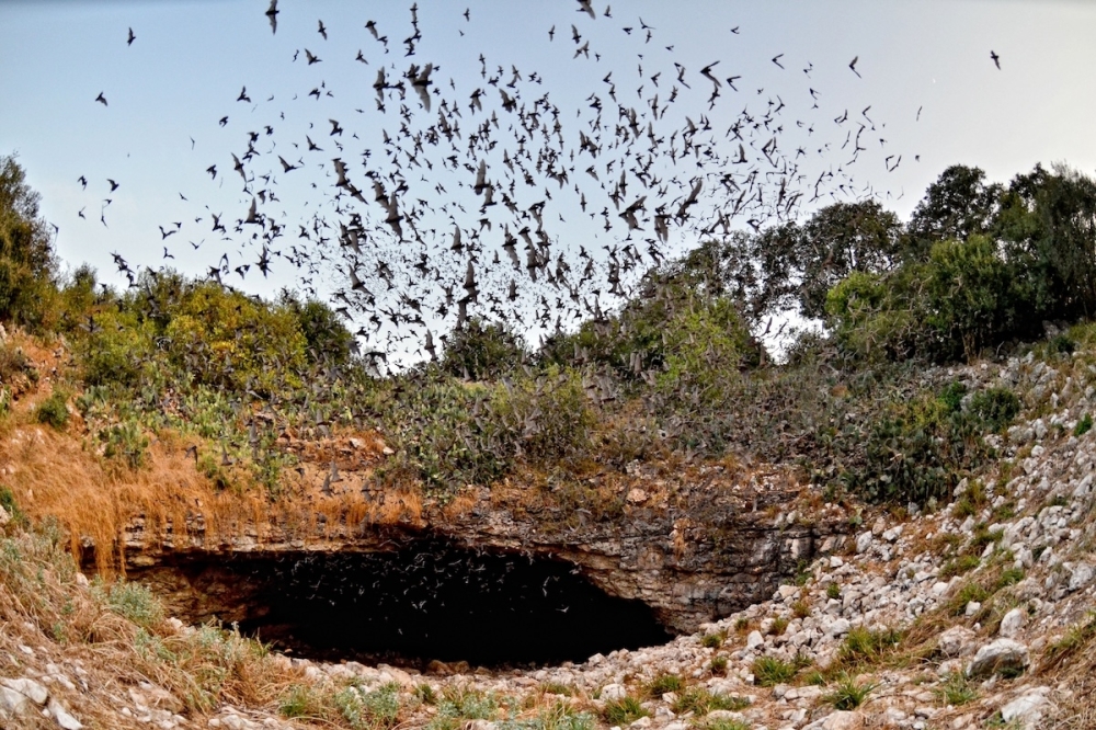 Celebrate fall with the Bat Cave Fest at Natural Bridge Caverns throughout October. (Courtesy Jonathan Alonzo/Bat Conservation International)