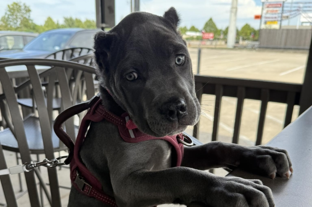 Customers should be on the watch for Katy Crossing Icehouse's adorable bar puppy, Loca, whose name can sometimes be used as a discount code. (Courtesy Katy Crossing Icehouse via Facebook)