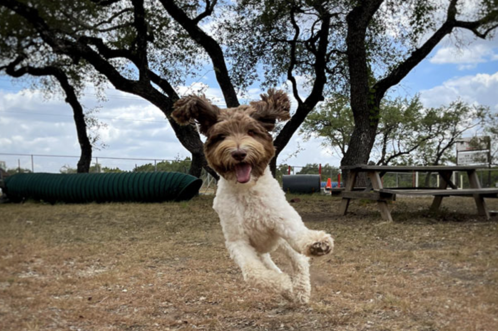 The Hill Country Pet Ranch has been offering boarding, grooming and training services in Boerne for over 25 years. (Courtesy Hill Country Pet Ranch)