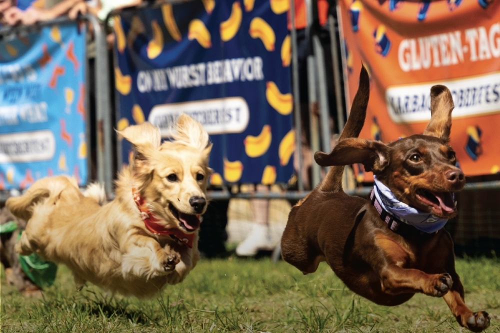 Karbach Brewing Company hosts annual wiener dog races in honor of Oktoberfest. (Courtesy Karbach Brewing Company)