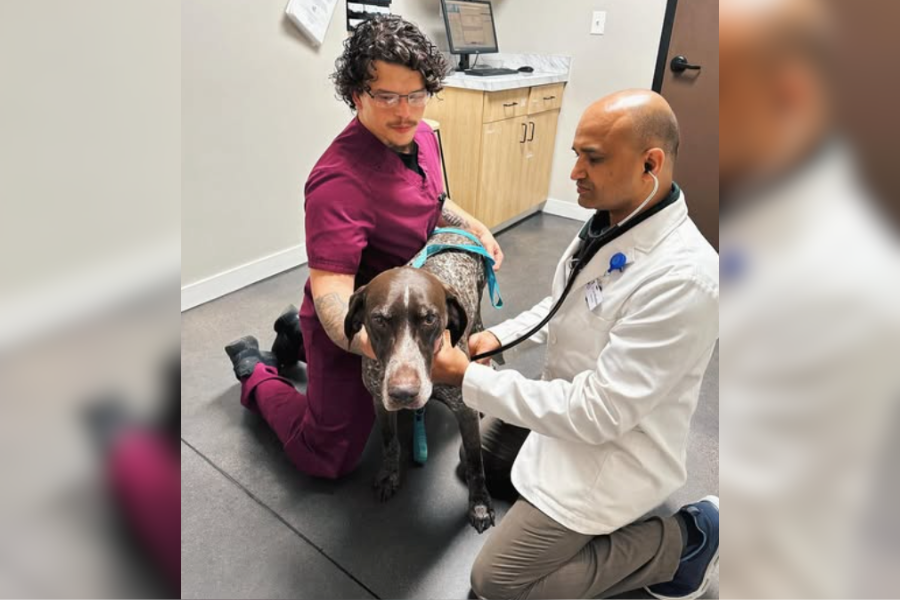 Vet exam 