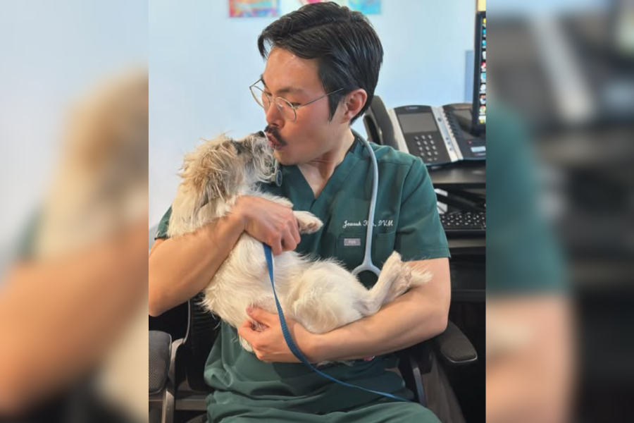 Vet holding dog