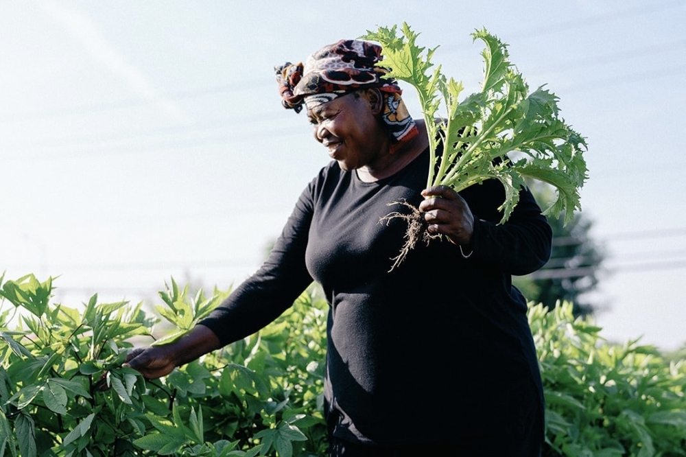 Plant It Forward empowers refugees to develop sustainable urban farming businesses that produce fresh, healthy food for the community. (Courtesy Plant It Forward)