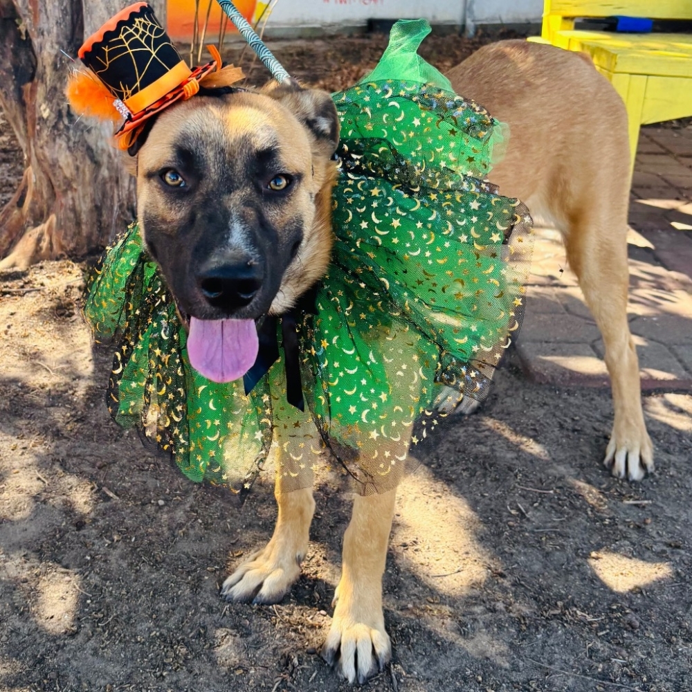 Staples is a 9-month-old Black Mouth Cur mix who loves squeaky toys, cuddles and walks and is a bit selective with dog friends but warms up after a slow introduction. (Courtesy Bastrop County Animal Services)