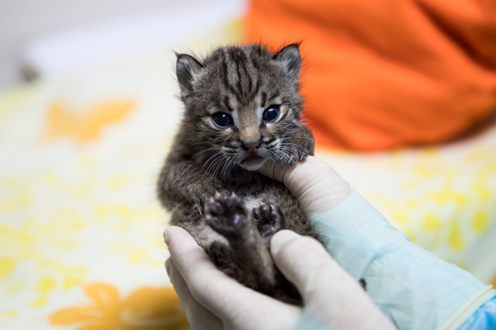 Displaced urban wildlife from San Antonio is often brought into WRR's care, such as this native baby bobcat. (Courtesy Wildlife Rescue & Rehabilitation)
