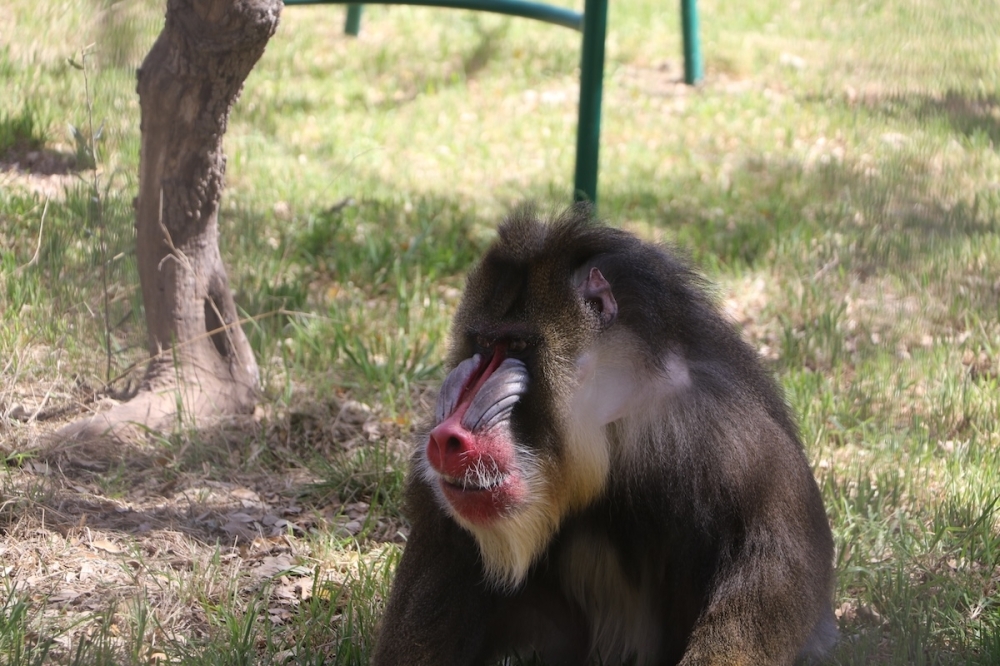 Many of the primates at the WRR sanctuary were release from labs or the pet trade. (Courtesy Wildlife Rescue & Rehabilitation)