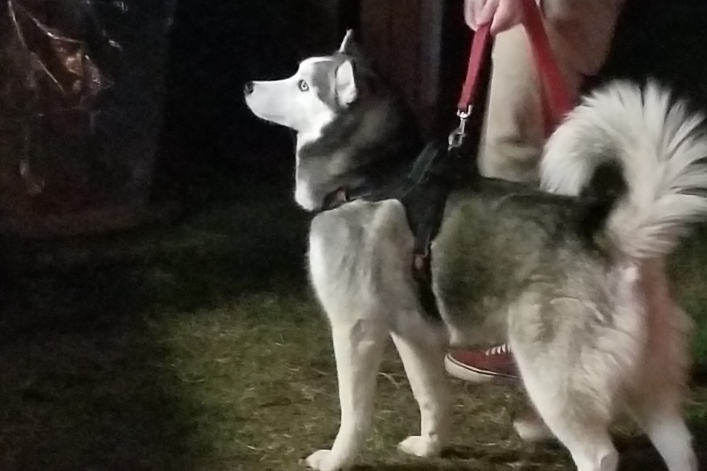dog in dog-friendly patio in Austin