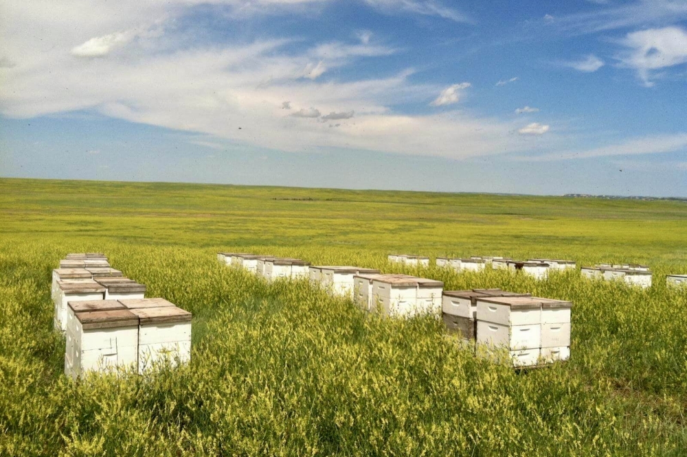 Wild Honey Box owners have 7,000 hives of bees in north Houston and South Texas. (Courtesy Wild Honey Box)