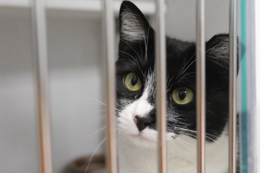 Hays County ended its partnership with Austin Pets Alive! which managed its virtual pet resource center, which connected pet owners to resources to avoid surrendering animals and alleviated strain at the San Marcos Regional Animal Shelter. (Amira Van Leeuwen/Community Impact)